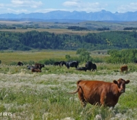 33-gallery-cow-and-mountiains